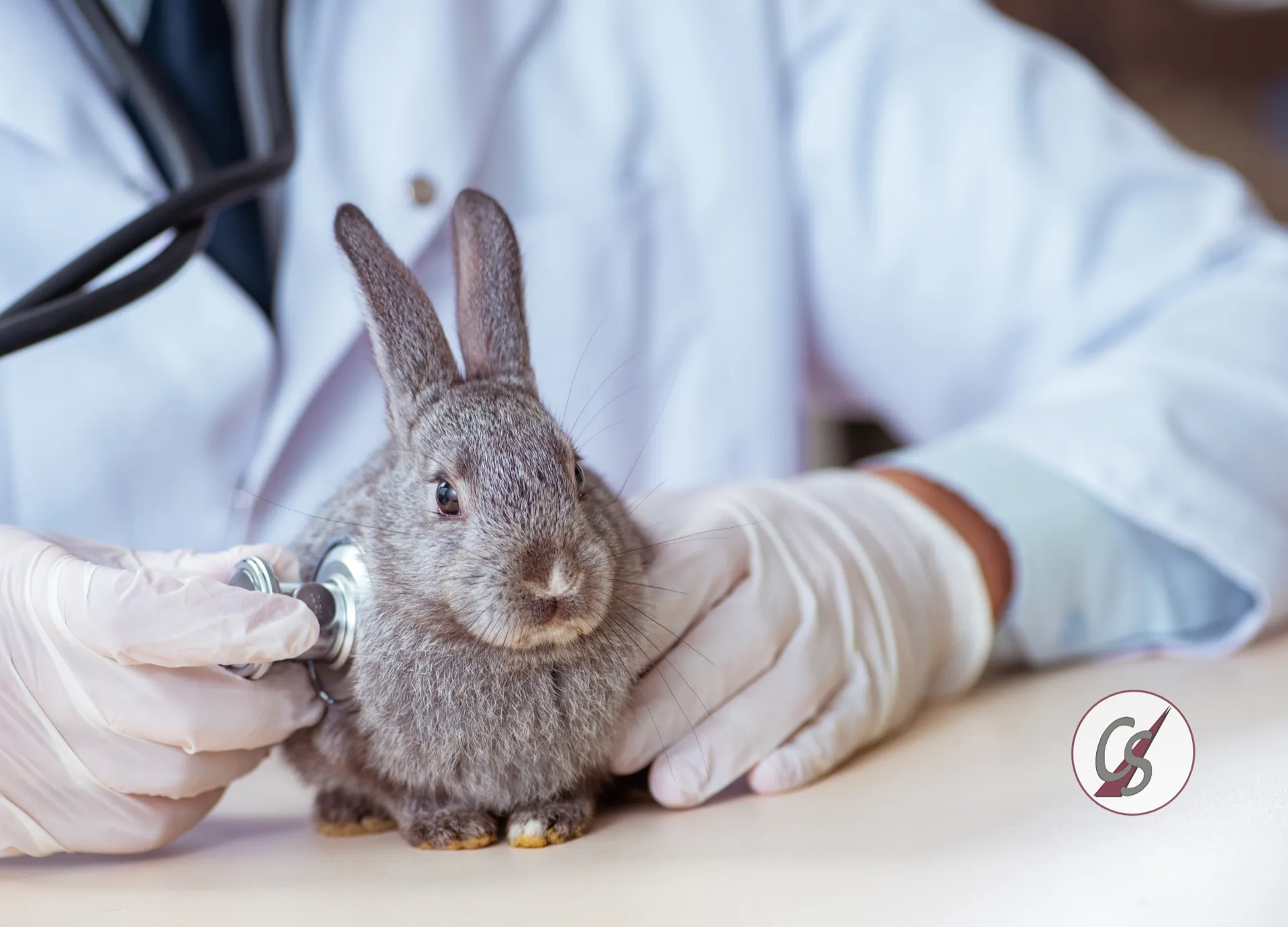 Ein graues Kaninchen wird beim Tierarzt mit dem Stethoskop untersucht